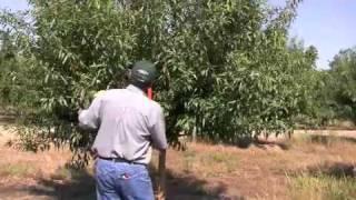 Almond Pruning Yr2