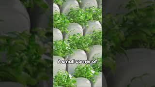 Hydroponics! Small Space, Big Harvest!  #gardening #plants #hydroponics  #garden #farming