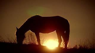 Magnesium for Horses