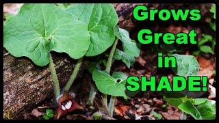 Ultimate Native Ground Cover for Shade! Wild Ginger