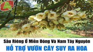 Sầu Riêng Ở  Miền Đông Và Nam Tây Nguyên | Hỗ Trợ Vườn Cây Suy Ra Hoa