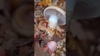 Hygrophorus persoonii #shorts  #mushroom #foraging #fungi #nature #fascinatedbyfungi  #wildmushrooms