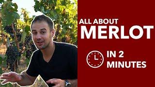Merlot - All About the Red Merlot Wine Grape, from Walla Walla Washington and Beyond