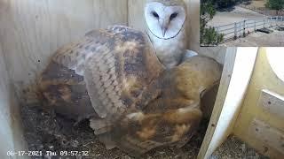 Morning Fun at the Hoot House