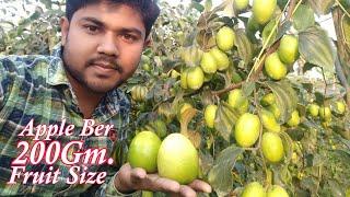 Thai Apple Ber Best Verity Fruit Farming || हरे सेब की तरह फल