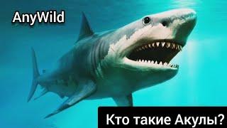 Кто Такие Акулы?Сколько У Них Зубов?Насколько они опасны?AnyWild