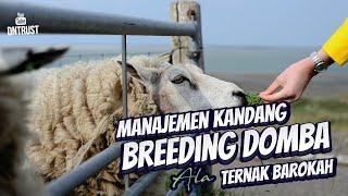 Manajemen Kandang Breeding Peternakan Domba Modern Ala Ternak Barokah