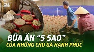 Bữa ăn “5 sao” của những chú gà hạnh phúc | VTV24