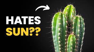 Most People Get This Wrong About Their Cactus
