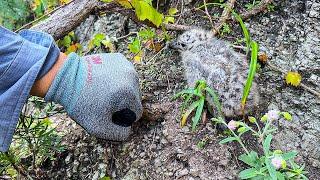 Hidden Charm of Seagull Chicks—Discovering Amazing Wildlife on a Desert Island