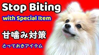 【子犬のしつけ 甘噛みの理由と対処法】犬の甘噛みの簡単な直し方！コングを使った犬の甘噛みをやめさせる方法 犬のしつけ ポメラニアンの部屋