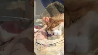 See how we treat this cat’s swollen ear. #animalhealth #cats #pets #veterinary