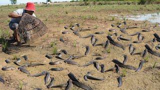 Best Fisherman Find & Catch a lot Catfish & Copper Snakehead Fish at Rice Field