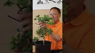 Transforming a Ginkgo nursery stock into a #bonsai #penjing #ginkgo #tree #trees #plant #plants