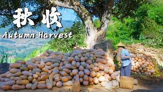 Harvest Delights in Rural Yunnan: A Culinary Feast of Autumn Bounty! 【Dianxixiaoge】