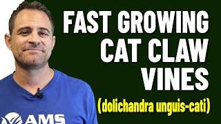 Cat Claw Vines Are Fast Growing in Phoenix