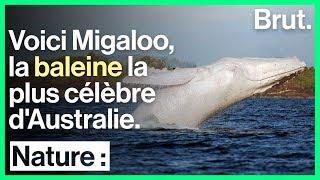 La baleine blanche Migaloo, icône populaire en Australie