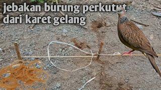 cara membuat jebakan burung perkutut yang mudah