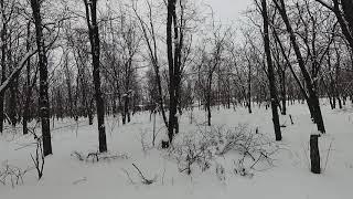 "БОЛЬШИЕ СОСНЫ" -ХУТОР" МИХАЙЛОВ " ТАЦИНСКИЙ РАЙОН"