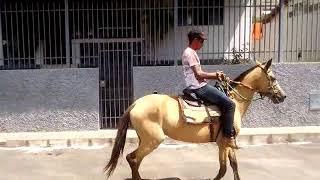Tóka do pedro pura marcha
