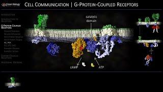 Cell Communication 3 G-Protein-Coupled Receptors