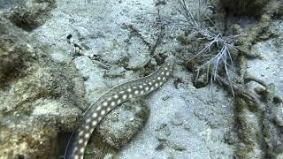 Snake eel with Stuart Scuba