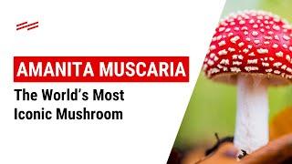 Amanita Muscaria Mushrooms: Why Are They So Magical? #shorts #amanitamuscaria #flyagaricmushroom