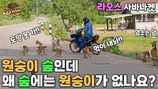 원숭이 숲인데 왜 원숭이가 없나요?? / 베트남 라오스 태국 오지 오토바이 여행 / Vietnam Laos Thailand motobike travel