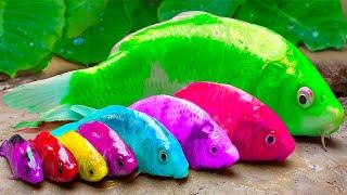 Catch big fish, giant frogs, rainbow eels - Stop Motion Ideas ASMR Cooking Primitive 4K