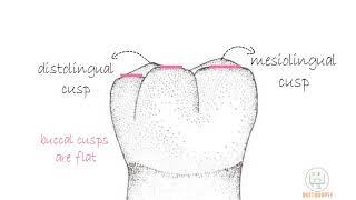 Permanent Mandibular 1st molar [Part 1]