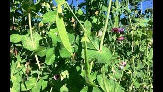 Snow Peas: Two Ways of Preserving