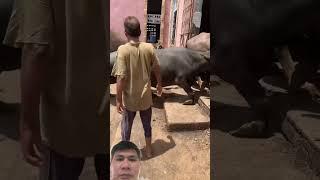 Vào đó sẽ ra đ i mãi mãi! Thương xót cho những chú bò #baffalo #cow #bull #animals