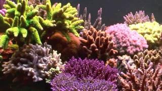 Robertus reef at 15 months