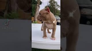 Crecimiento de los pitbull 