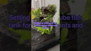 Fish tank set up ￼￼ nano cube & freshwater shrimp tank #nanoaquarium  #fishtank #tanksetup