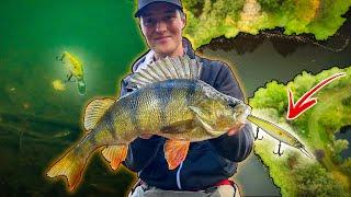 PERCH FISHING With Crankbaits in Small River (INSANE FISHING) | Team Galant