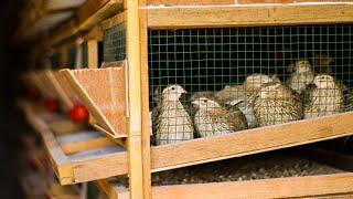 DIY CHEAP 3 LAYERED QUAIL CAGE│Building a new layer Cage with superb design! Quail raising Tips