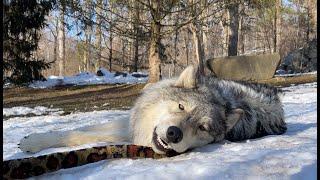 Gray Wolf Plays with Toy Snake