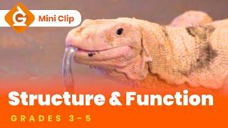 Structure & Function for Kids | Science Lesson for Grades 3-5 | Mini-Clip