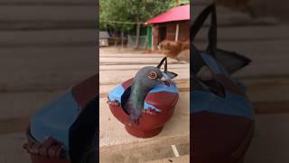 KALAPATAI TREATMENT #pigeon #kabutar #birds #shorts