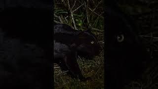 Black leopard of Laikipia