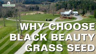 What makes Black Beauty grass seed so unique?