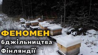 Бджільництво Фінляндії як приклад Україні. Скільки заробляє фінський бджоляр.