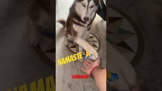 Handshake / namaste sab seekh gaya hai |#313|#shortsfeed #minivlog #husky #shorts