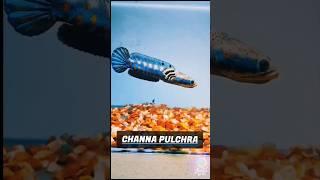 Beauty of CHANNA PULCHRA  #shorts