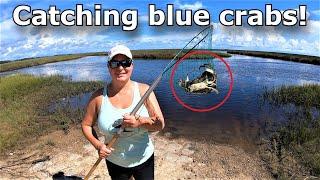 Catching blue crabs by hand and dip net!