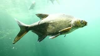 Aquarienhaus Tiergarten Zoo Schönbrunn Einheimische und tropische bunte Fische Fisch Aquarium Anlage