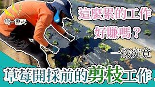 澳洲工作草莓剪枝 為什麼再累也要做 因為值得這個薪水｜you have to try strawberry pruning work. Why？