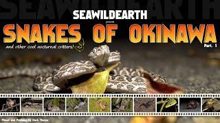 Snakes of Okinawa, and Other Interesting Critters. Pt.1