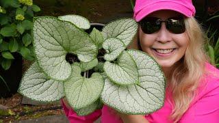 Brunnera for the Shade Garden